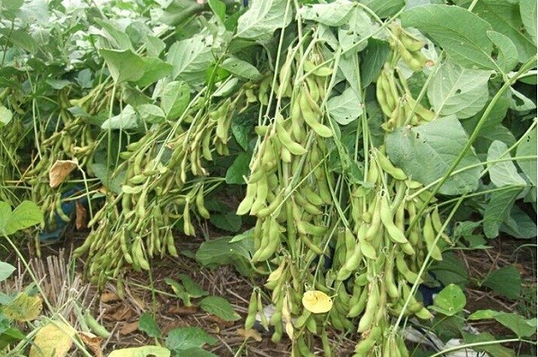 7 ý tưởng khởi nghiệp ở nông thôn