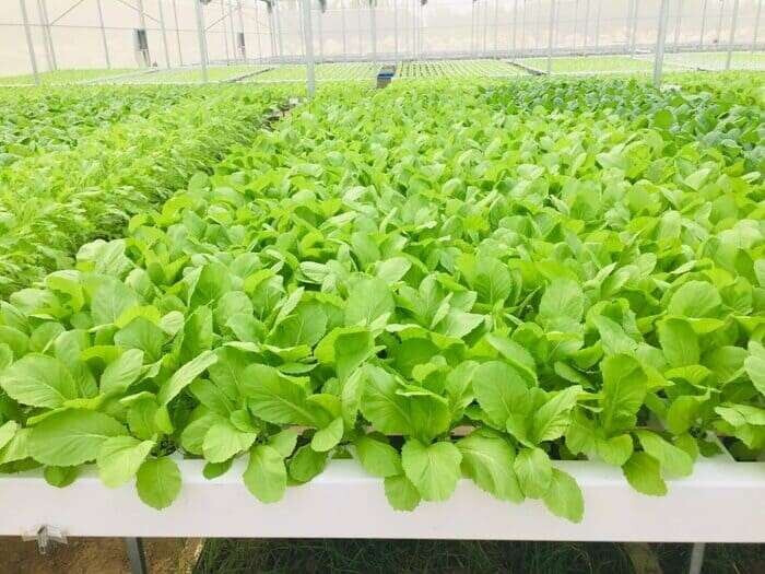 Có 500 triệu nên kinh doanh gì ở nông thôn sinh lời hiệu quả