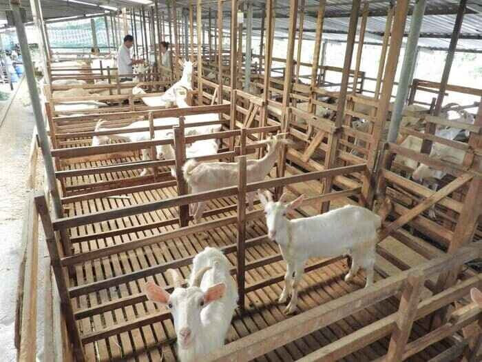 Có 500 triệu nên kinh doanh gì ở nông thôn sinh lời hiệu quả