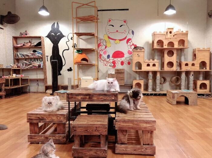 Chia sẻ kinh nghiệm kinh doanh mô hình cafe thú cưng kiếm tiền tỷ