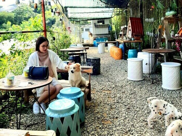 Chia sẻ kinh nghiệm kinh doanh mô hình cafe thú cưng kiếm tiền tỷ