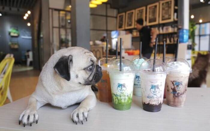 Chia sẻ kinh nghiệm kinh doanh mô hình cafe thú cưng kiếm tiền tỷ