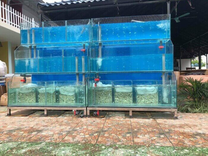 Mở cửa hàng hải sản cần bao nhiêu vốn? Giải đáp từ A-Z 