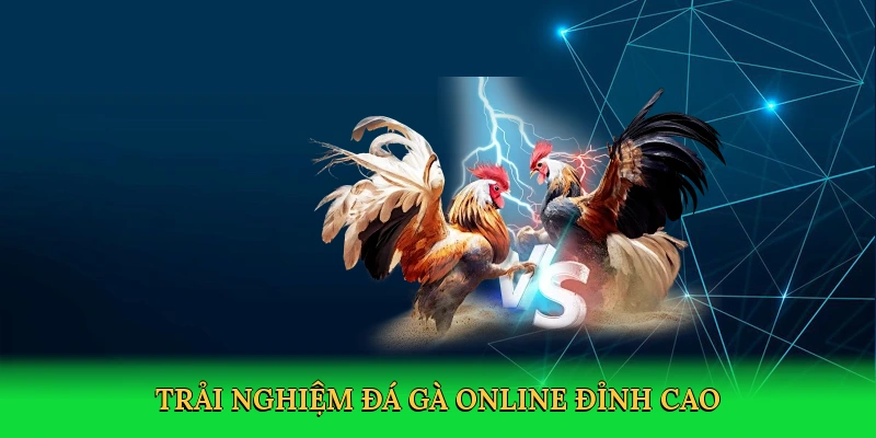 Đá Gà Online 98win – Cá Cược Kịch Tính, Thắng Lớn